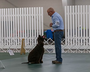 2503 - GCH CH BLACKTHORN'S KEEVA CROMPTON AX AXJ XF RN CGC (Keeva)