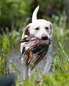 Baby's Kansas Brush Buster
