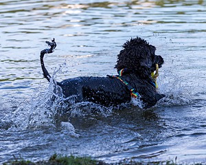 Scarlett
