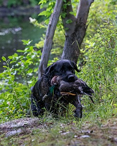 Waylon