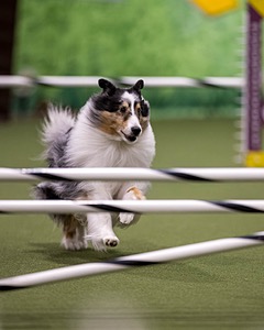 Switch Rogers