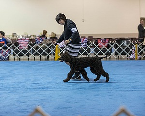 14 - Chantico's Super G O'Muddy Waters (Ghillie)