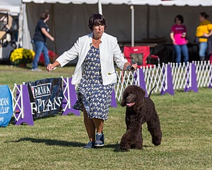 17 - GCH CHANTICO'S SHELTER FROM THE STORM RN XF MX CD RA AXJ (Reef)