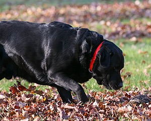 Jacey