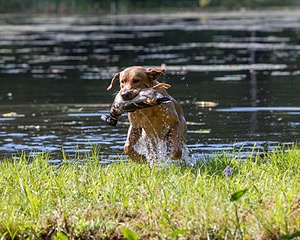 Max Avery