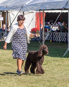 17 - GCH CHANTICO'S SHELTER FROM THE STORM RN XF MX CD RA AXJ (Reef)