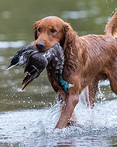 Tracker