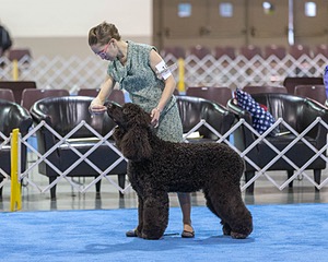 19 - GCH CH Axelhurn Now I'm Here (Marcus)