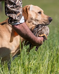 Trout Cosgrove
