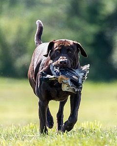 Lincoln DeCola