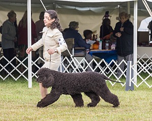 20 - GCHS CH POOLE'S IDE SAY NO MORE OHS CD RE JH DS (Simone)
