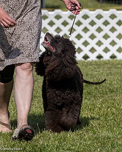62 - GCH CH Chantico's Dark And Stormy BN RN (Kiera)