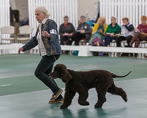 60 - CH CAT'S SISTER SARAH BROWN CA CGCA