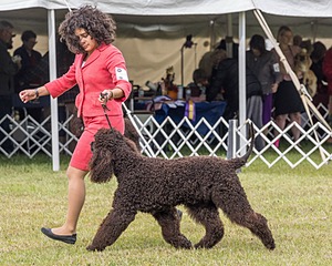 09 - GCH CH POOLE'S IDE DARK KNIGHT RN CGC TKN ATT (Oscar)