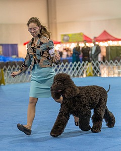19 - GCH CH Axelhurn Now I'm Here (Marcus)