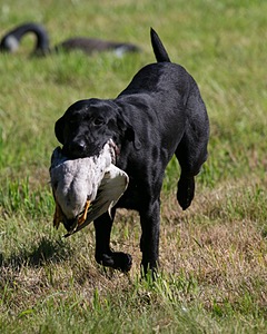 Dash Golini