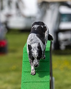 20170521-NEAT-0697.jpg