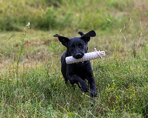 Josie
