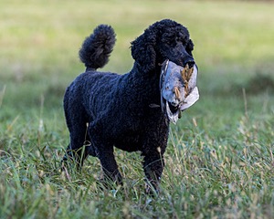 Briscoe Cassidy