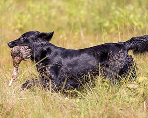 Ziva