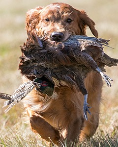 Piper