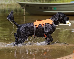 Forge Kennedy