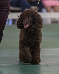 62 - GCH ALL GREEN WI' ENVY V ALPHA NORDIC CD RE DS RATN (Jade)