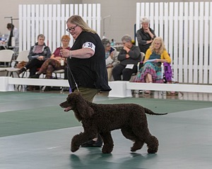38 - GCH WHISTLESTOP'S ABRACADABRA RN CGC