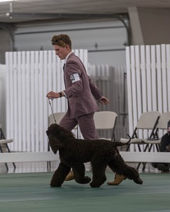 48 - GCH WHISTLE STOP'S TERRA MARIQUE POTENS (Honor)