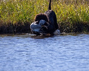 Ghillie Kezer