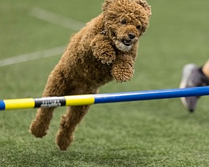 Champ Soccodato