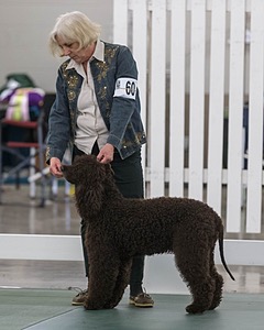 60 - CH CAT'S SISTER SARAH BROWN CA CGCA