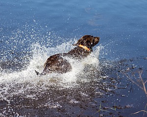 Baker Marsh