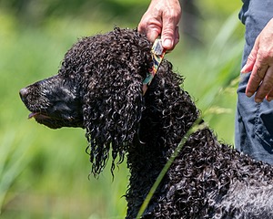 Ghillie Kezer