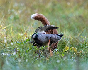 Merlot Quackenbush