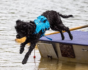 Boaty Belicose