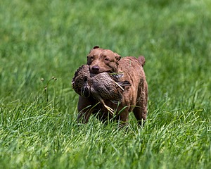20170603-SEAL-0015.jpg