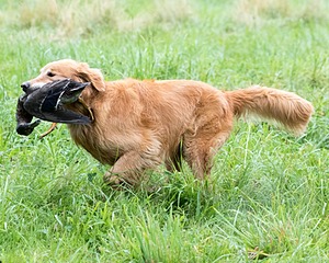 Breezy Peterson