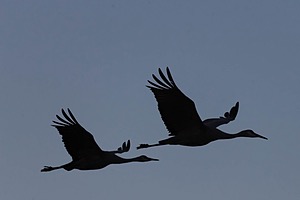 Sandhill Cranes, Bosque del Apache, New Mexico