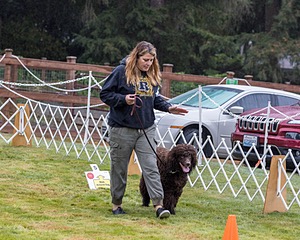 2204 - GCH CH BREKKON'S FIRST MARK CGC