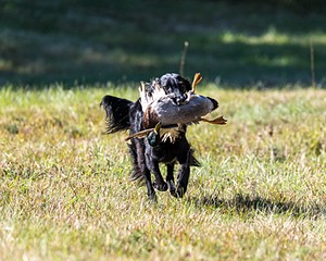 Dolly Partridge