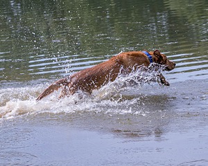 Chase
