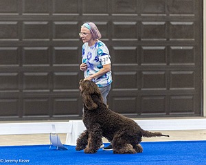 R27 - CASTLEHILL'S XTRAORDINEIRE CD BN RM3 RAE2 RC CAA FCAT SWEE SWM RATS DJ CGC TKN FTN