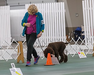 2104 - GCH ARROYO'S BEGIN THE BEGUINE AX OAJ NF (Porter)
