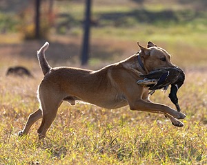Drake Latta