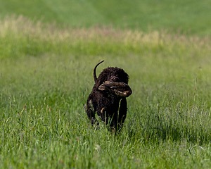 Guinness Shanahan