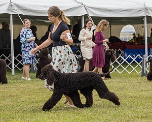 24 - POOLE'S IDE MODERN LOVE CGC (Remi)