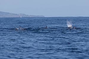 Sperm Whale