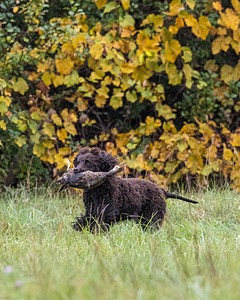 Ghillie Kezer