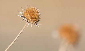 Wildflowers, South Dakota
